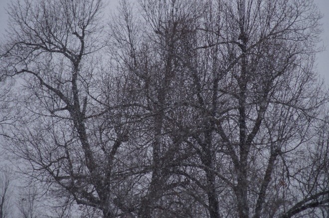 Winter trees with no leaves.