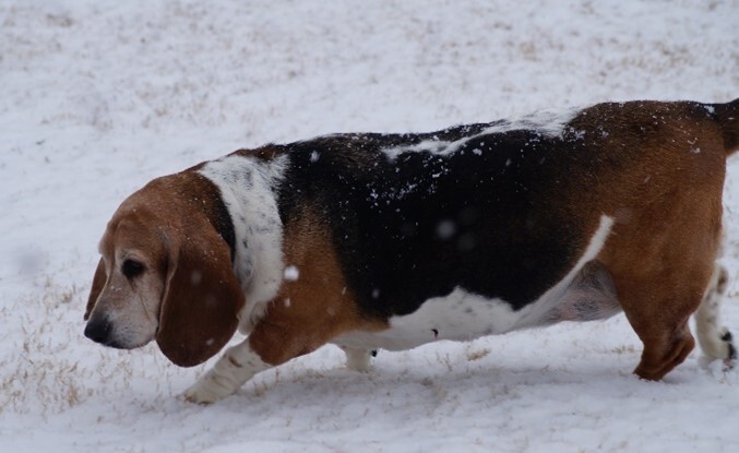 A dog walking in snow.