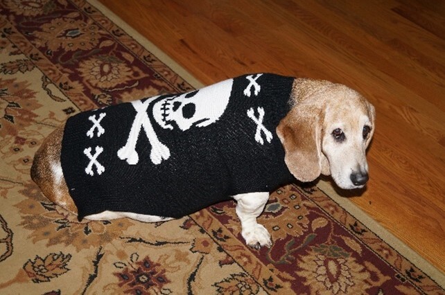 A dog wearing a sweater.