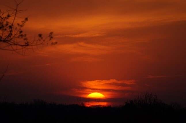 A sunset with a tree branch.