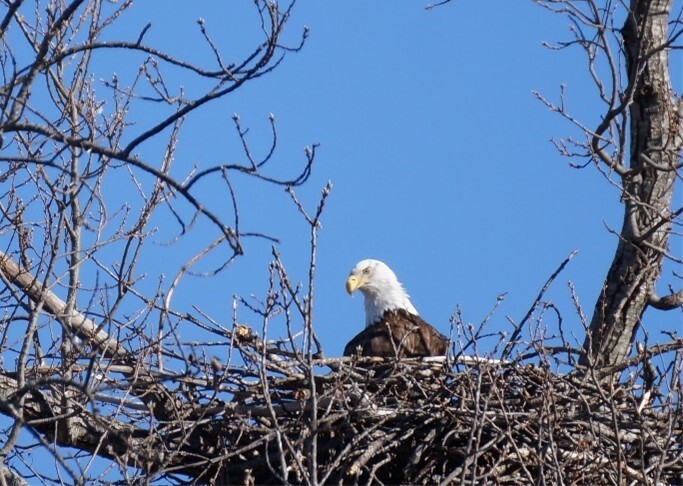 A bald eagle in a nest.