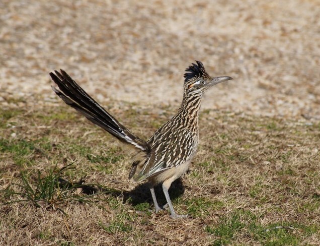 A bird on the ground.