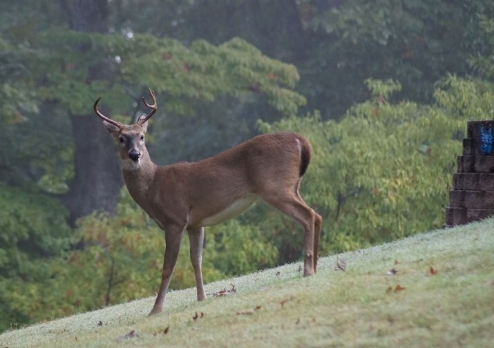 A buck on the lawn.