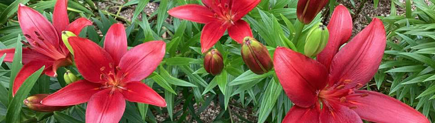 Flower bulbs and flowers blooming. 