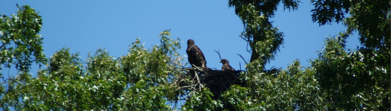 Eagles nested in a tree