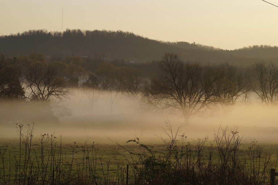 Fog over a field with trees