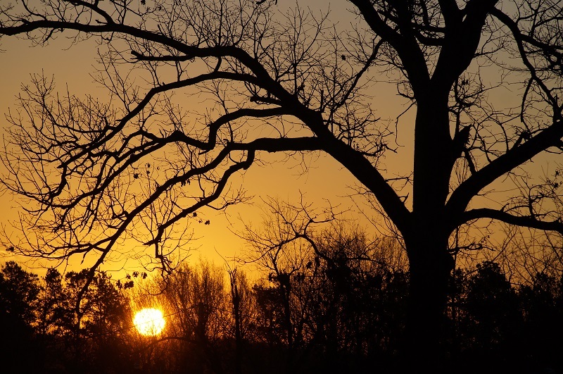 Sunset behind trees