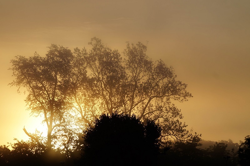 Sunset behind trees