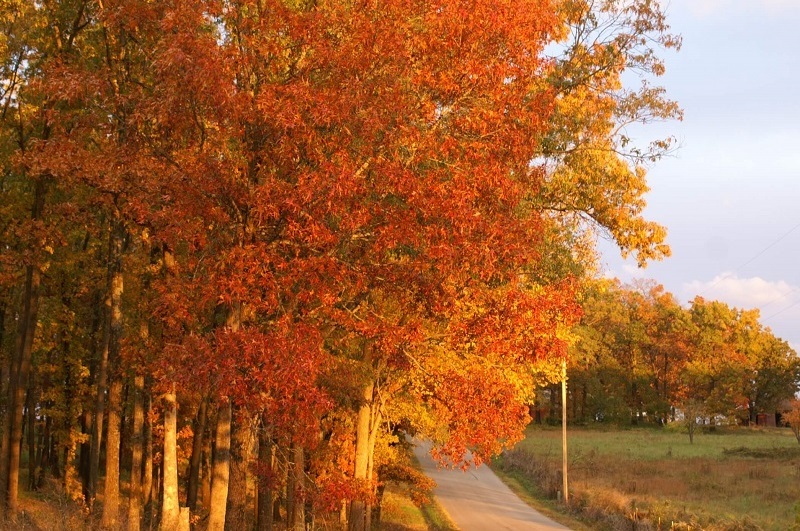 Leaves on trees changing colors next to a road