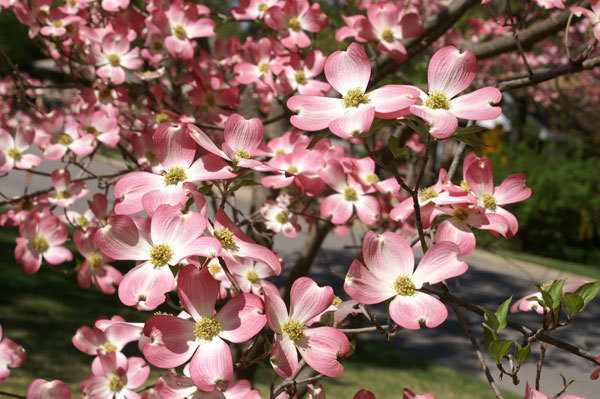 Photo of dogwood blooms
