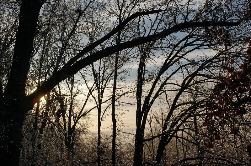 Ice-covered trees and the morning sunshine