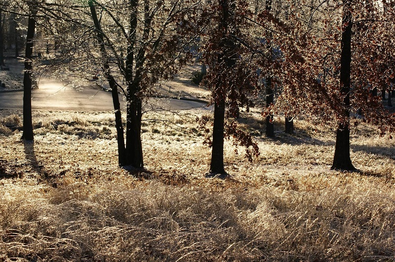 Ice-covered trees and grass in the morning sun