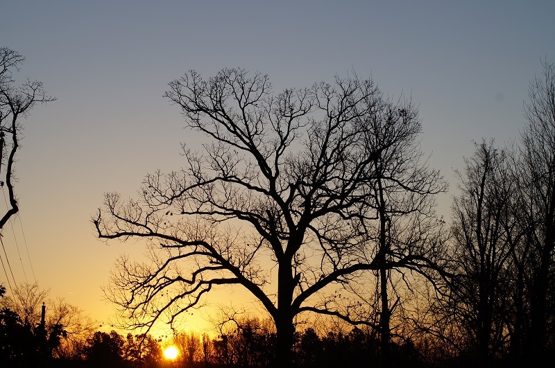 Sunrise behind the trees