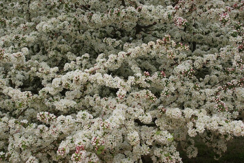 Cherry tree branches with white and pink blossoms