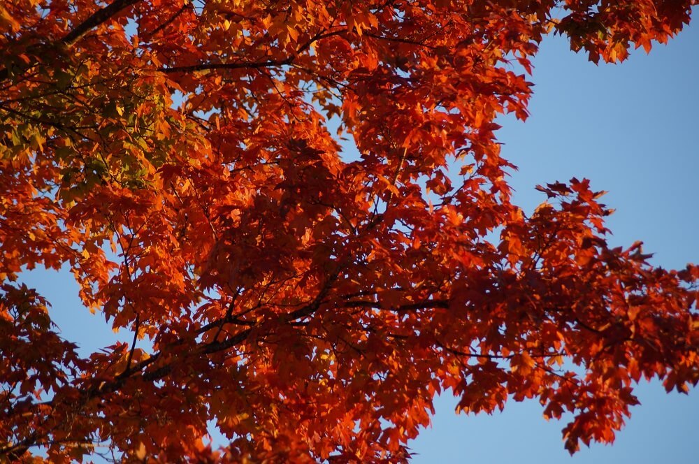 A beautiful tree covered in red and orange leaves.