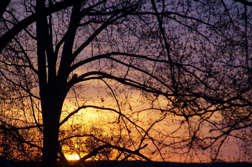 The sunset as seen through a field of leafless trees.