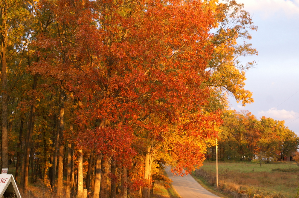 Trees with leaves in fall colors beside a road