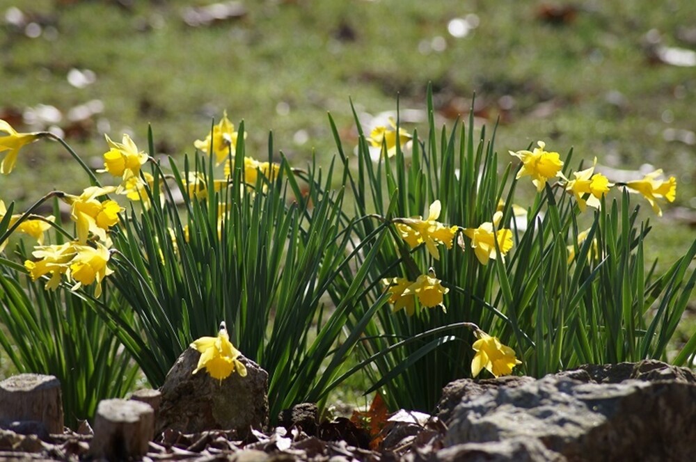 several daffodils blooming